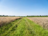 Straight Road in the European Countryside with Lush Green Fields