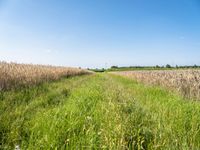 Straight Road in the European Countryside with Lush Green Fields