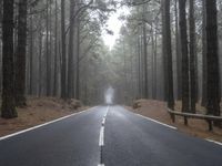 Straight Road through Foggy Forest Landscape in Tenerife, Spain