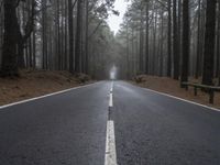 Straight Road through Foggy Forest Landscape in Tenerife, Spain