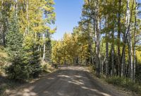 Straight Road Through Forest Grove in Temperate Nature