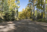 Straight Road Through Forest Grove in Temperate Nature