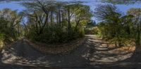 a panorama fisheye photo of a wooded road at dusk taken from a bus window