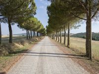 the road is made of gravel and surrounded by many small trees and the road is surrounded by grass