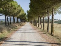 the road is made of gravel and surrounded by many small trees and the road is surrounded by grass