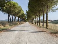 the road is made of gravel and surrounded by many small trees and the road is surrounded by grass