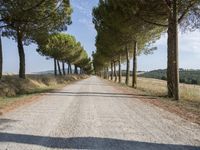 the road is made of gravel and surrounded by many small trees and the road is surrounded by grass