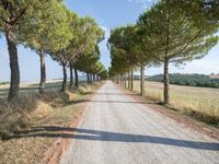 the road is made of gravel and surrounded by many small trees and the road is surrounded by grass