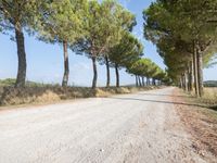 the road is made of gravel and surrounded by many small trees and the road is surrounded by grass