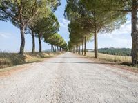 the road is made of gravel and surrounded by many small trees and the road is surrounded by grass