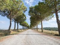 the road is made of gravel and surrounded by many small trees and the road is surrounded by grass