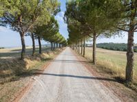 the road is made of gravel and surrounded by many small trees and the road is surrounded by grass