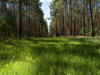 Straight Road Landscape in Berlin and Brandenburg