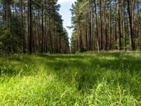 Straight Road Landscape in Berlin and Brandenburg