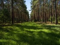 Straight Road Landscape in Berlin and Brandenburg