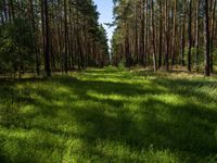 Straight Road Landscape in Berlin and Brandenburg