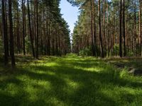 Straight Road Landscape in Berlin and Brandenburg