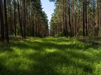 Straight Road Landscape in Berlin and Brandenburg