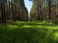 Straight Road Landscape in Berlin and Brandenburg