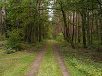 A Straight Road through Lush Forests of Germany