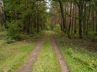 A Straight Road through Lush Forests of Germany