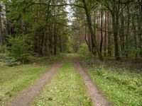 A Straight Road through Lush Forests of Germany