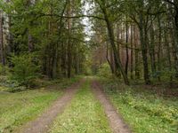 A Straight Road through Lush Forests of Germany