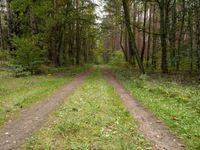 A Straight Road through Lush Forests of Germany