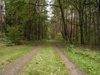 A Straight Road through Lush Forests of Germany