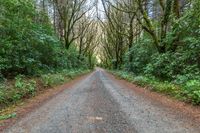 Straight Road Through New Zealand Trees and Forest