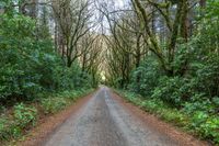 Straight Road Through New Zealand Trees and Forest