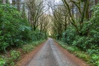 Straight Road Through New Zealand Trees and Forest