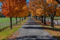 the road is lined with beautiful trees that are changing color and fall colors here are white wooden fences