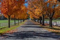 the road is lined with beautiful trees that are changing color and fall colors here are white wooden fences