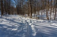 a path in the snow leading through a forest area with no leaves on it, and fenced in