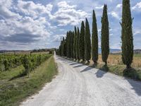 Straight Road Through Rural Tuscany, Italy - Aerial View