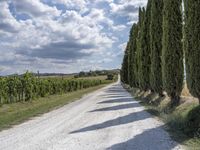 Straight Road Through Rural Tuscany, Italy - Aerial View