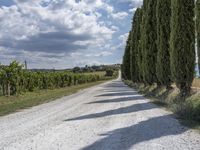 Straight Road Through Rural Tuscany, Italy - Aerial View