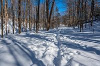 snow covered trail on a sunny day near trees and branches in winter time in the woods