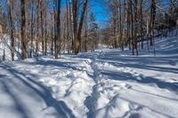 snow covered trail on a sunny day near trees and branches in winter time in the woods