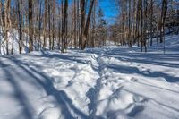 snow covered trail on a sunny day near trees and branches in winter time in the woods