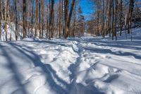 snow covered trail on a sunny day near trees and branches in winter time in the woods