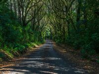 Straight Road Through Forest on a Sunny Day