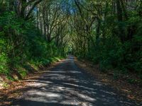 Straight Road Through Forest on a Sunny Day