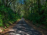 Straight Road Through Forest on a Sunny Day