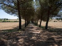 rows of trees line a dirt path beside fields with pine trees on one side and grassy field with rolling hills in the background