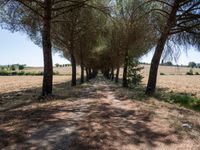 rows of trees line a dirt path beside fields with pine trees on one side and grassy field with rolling hills in the background