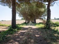 rows of trees line a dirt path beside fields with pine trees on one side and grassy field with rolling hills in the background