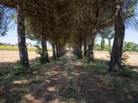 rows of trees line a dirt path beside fields with pine trees on one side and grassy field with rolling hills in the background