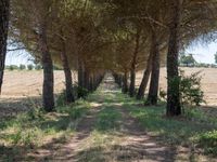 rows of trees line a dirt path beside fields with pine trees on one side and grassy field with rolling hills in the background